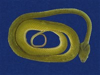 藏品(赤尾青竹絲)的圖片